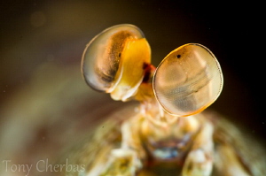 Eye study: Spearing Mantis by Tony Cherbas 